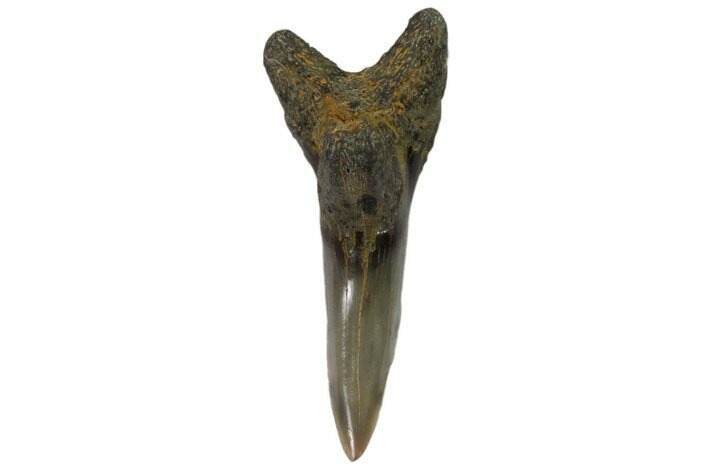 Lower Shark Tooth Fossil (Hemipristis) - Virginia #102137